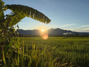 nscf farm view with sunset