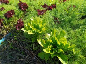 nscf lettuce in the farm