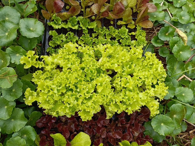 nscf organic lettuce