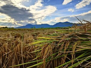 nscf organic rice cultivation