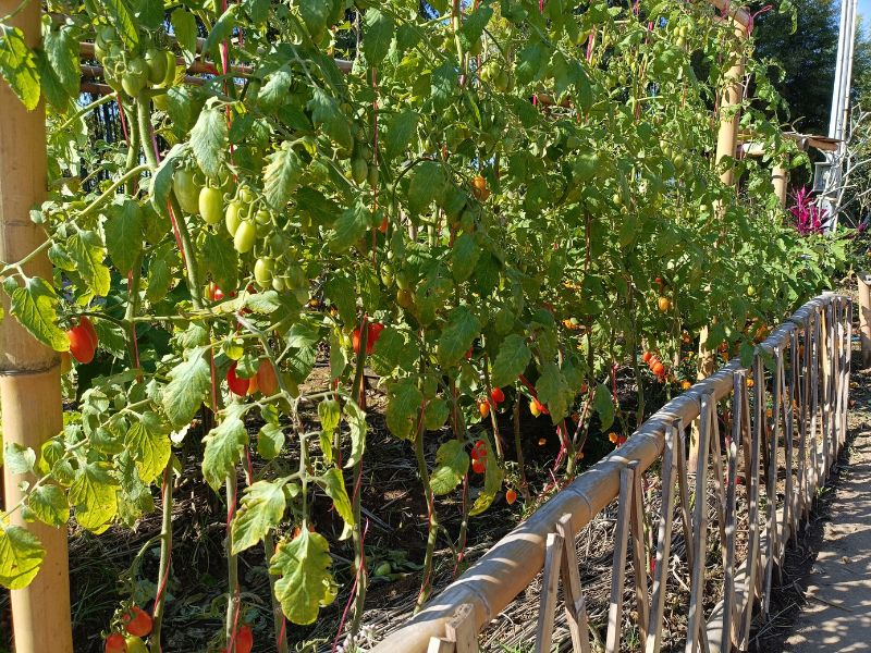 nscf organic tomatoes