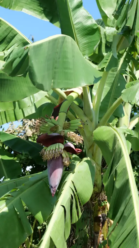 Banana Flower on the tree