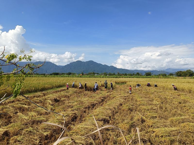 CS Rice harvest 2022