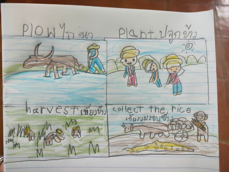 The cycle of rice planting_kids drawing