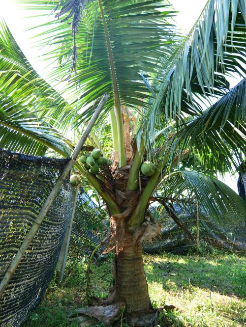 coconut tree