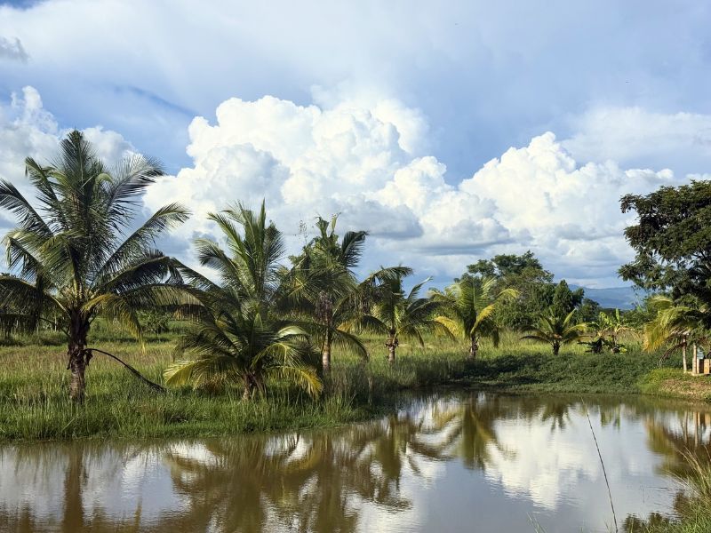 coconut trees in the farm
