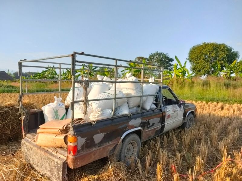 rice threshing and storage