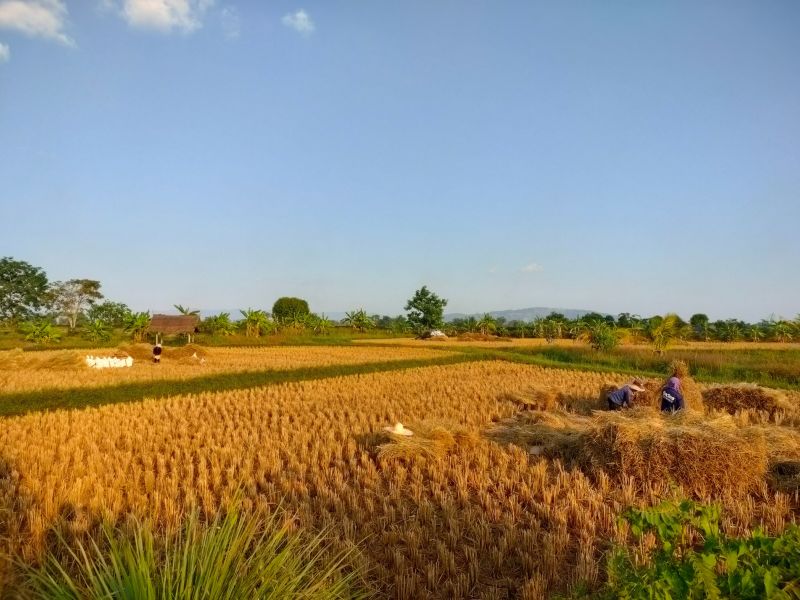 rice threshing and storage (2)