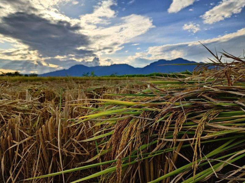 sleeping lady and golden rice