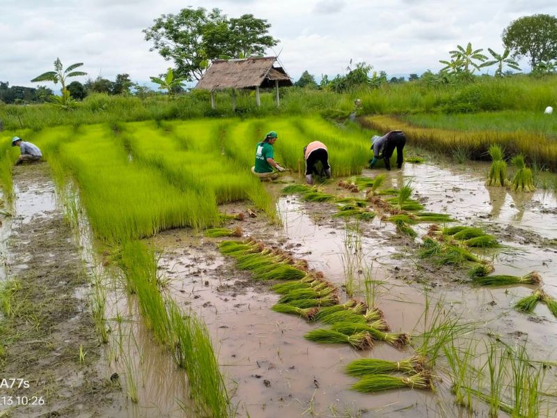 take out the rice from the nursery after 35 to 40 days